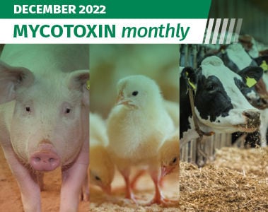 Mycotoxin Survey in US & Canada Update: December 2022 Update