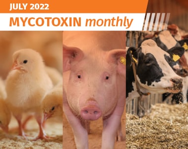 Mycotoxin Survey in US By-Products: July 2022 Update