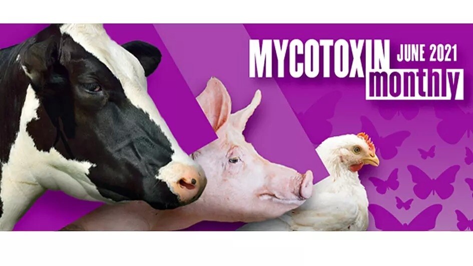 Mycotoxin Survey in US and Canada: June 2021 Update