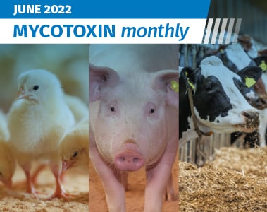 Mycotoxin Survey in US and Canada: June 2022 Update