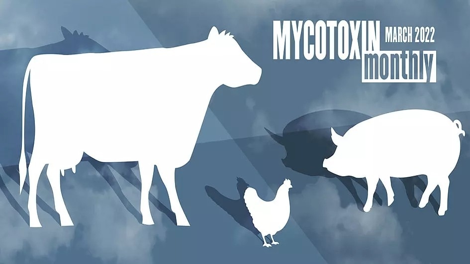 Mycotoxin Survey in US and Canada: March 2022 Update