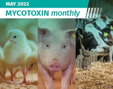 Mycotoxin Survey in US and Canada: May 2022 Update