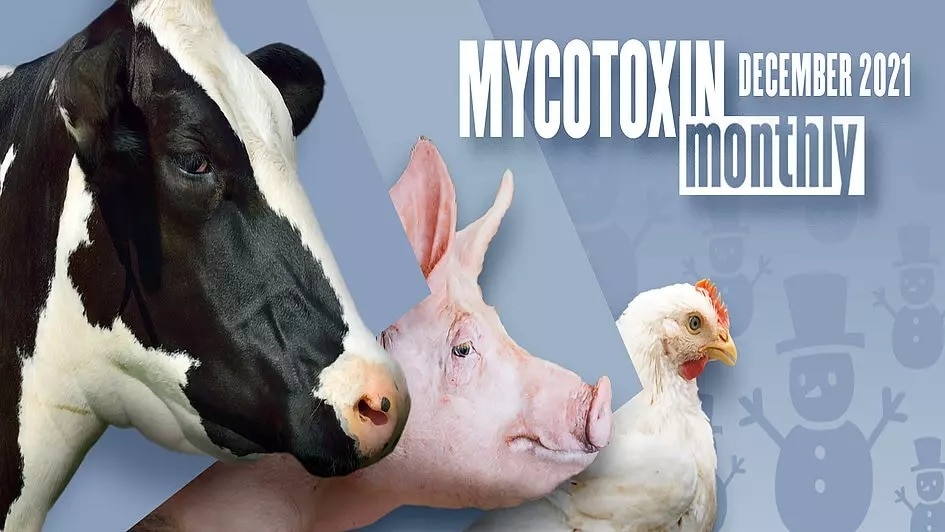 Mycotoxin Survey in US Corn: December 2021 Update