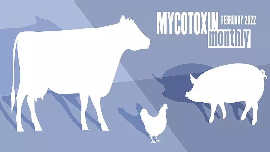 Mycotoxin Survey-in US Corn February 2022 Update