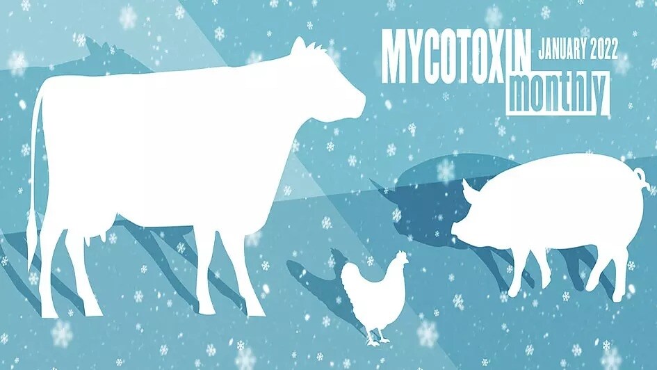 Mycotoxin Survey in US Corn: January 2022 Update