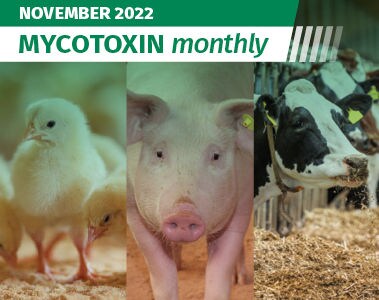 Mycotoxin Survey in US: November 2022 Update