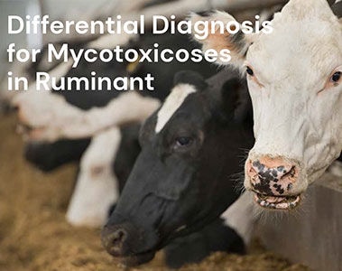 Differential Diagnosis for Mycotoxicoses in Ruminants PDF