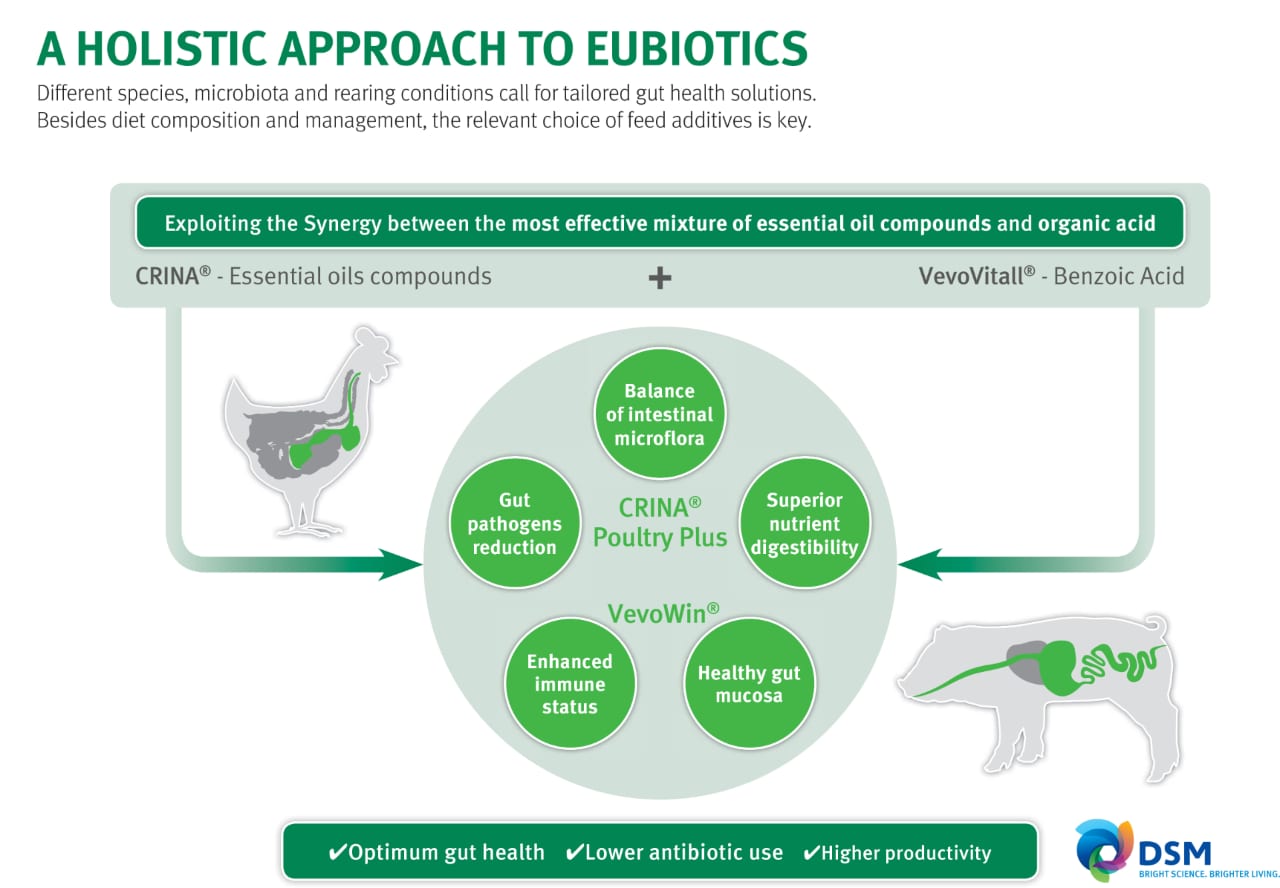 dsm-firmenich Holistic Approach to Eubiotics Infographic