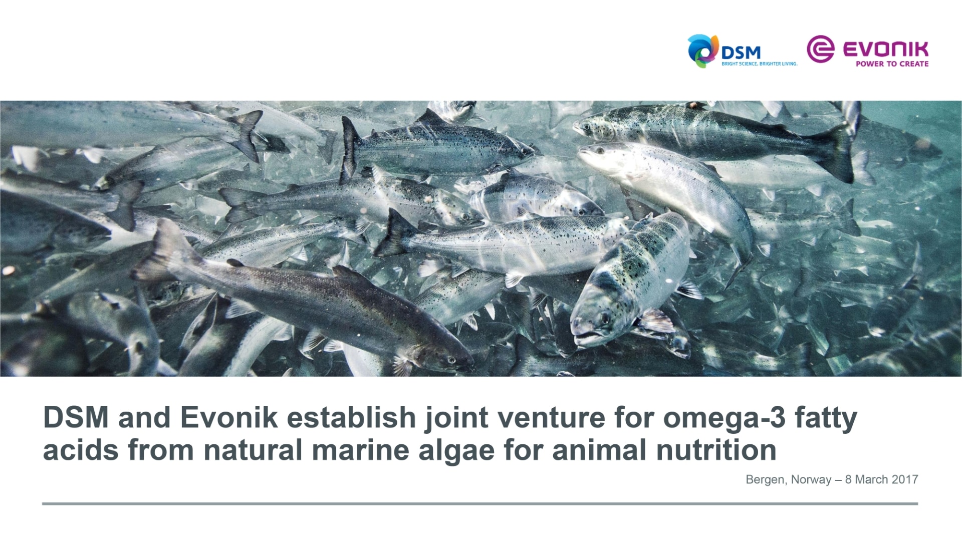 DSM And Evonik Joint Venture For Omega Fatty Acids
