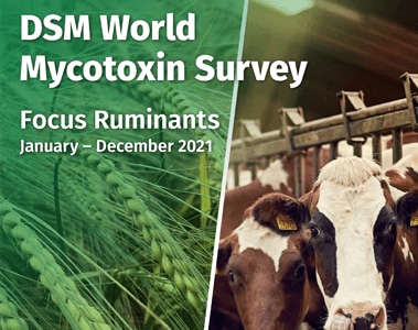 DSM Mycotoxin Survey 2021 – Focus Ruminants