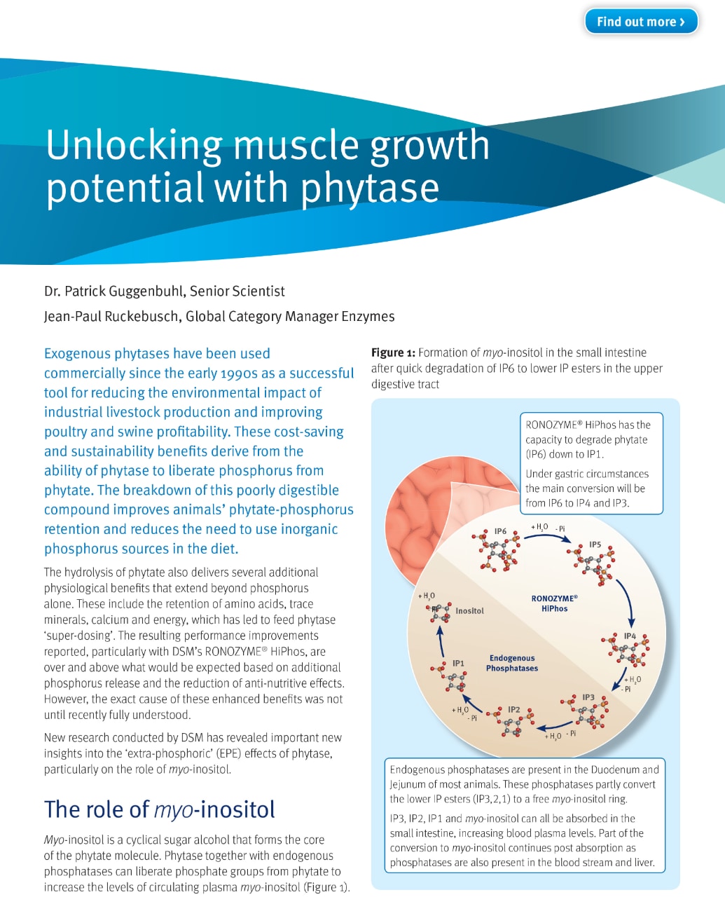 Unlocking Muscle Growth Potential With Phytase
