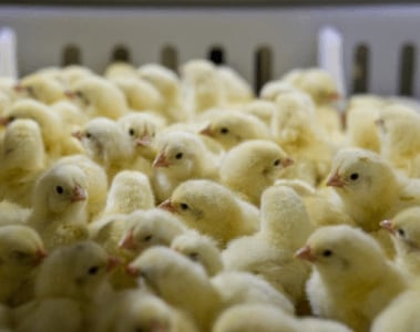  Optimizing Strategies to Manage Coccidiosis in Poultry: Why and How Your Control Program Needs to Adapt