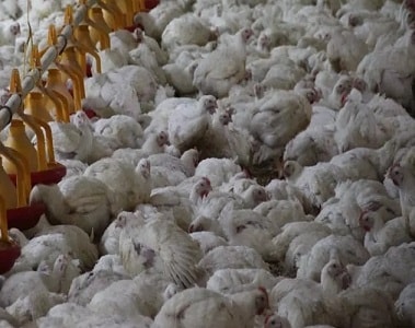 A Poultry Vet’s Practical Overview on Mycotoxins in the Field
