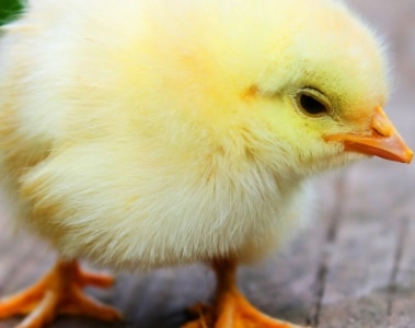 Adjusting the composition of enzyme levels in the feed over time to support adequate nutrition of chicks during the starter phase | DSM Animal Nutrition & Health