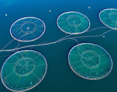 Bridging the Feed Protein Gap in Aquaculture with Single Cell Protein