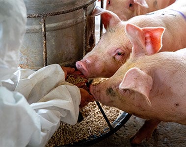 Data-driven sustainable pig production