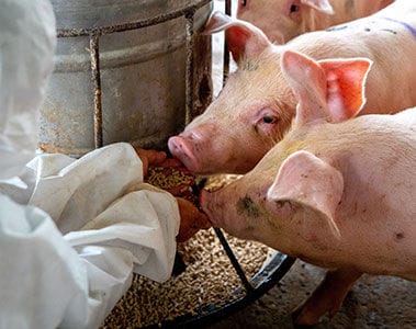 Decarbonizing Swine Production: Smithfield Execute on Industry-Leading Goals