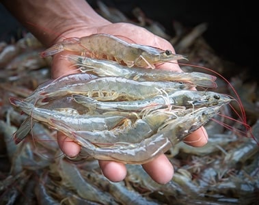 Developing Shrimp Robustness for Economic and Ecologic Sustainability