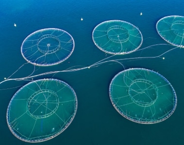 Driving Sustainable Aquaculture Nutrition