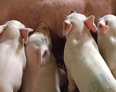 Learn more about the factors of choice of organic acids in piglet diets