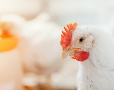 Improving antibiotic-free poultry meat production | DSM Animal Nutrition & Health