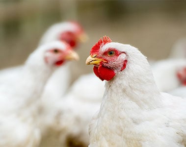 Improving calcium & phosphorous utilization in broilers