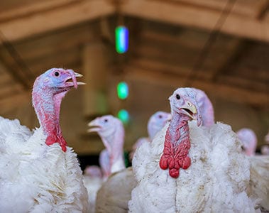 Improving lifetime performance of turkeys through better gut functionality