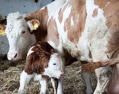 In Denmark and Sweden mycotoxins pose an unseen risk to calf development