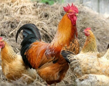 How to increase the number of saleable eggs  | DSM Animal Nutrition & Health