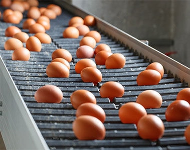 The Nutritional Powerhouse: Eggs and their Positive Impact on Human Health