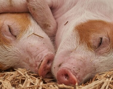 Increasing vitamin D intake for enhanced sow performance  | DSM Animal Nutrition & Health