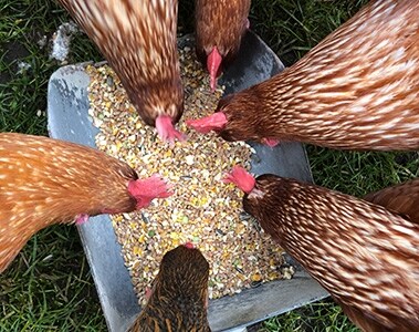 Maximize animal health and performance with optimum vitamin levels