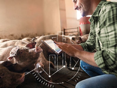 Maximizing the potential of sustainable swine production 