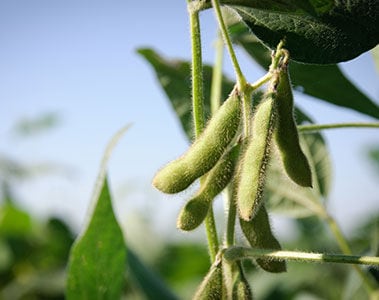 Mycotoxin levels in soybean meals worldwide