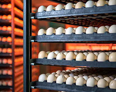Mycotoxins: An Invisible Problem in Your Hatchery