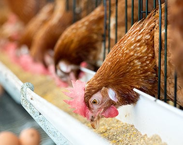 New Poultry Vitamin Recommendations for More Sustainable Farming