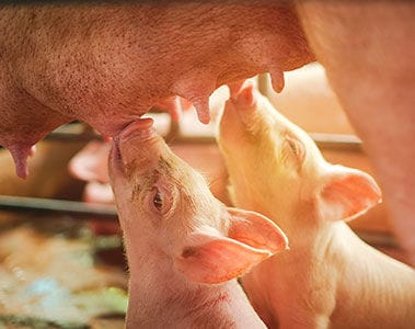 New Swine Vitamin Recommendations for More Productive and Sustainable Farming