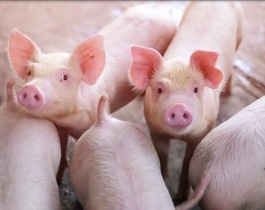 Optimizing Digestive Efficiency: The Key to Resilient Piglets