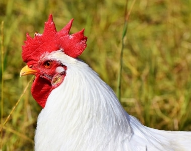 Peptidoglycans: the hidden enemy of poultry farming and their impact on intestinal integrity | DSM Animal Nutrition & Health