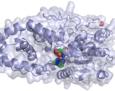 Phytase and myo-inositol: opportunities for enhanced poultry and pig production efficiency