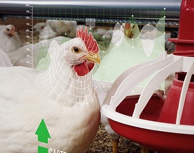 Poultry gut function: It’s all in the detail | DSM Animal Nutrition & Health