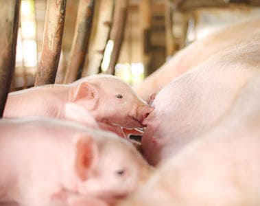 Preparing and protecting your gilts for optimum lifetime performance