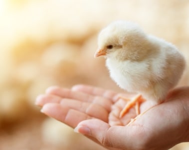 ProAct in Poultry, acting now for a more efficient use of natural resources