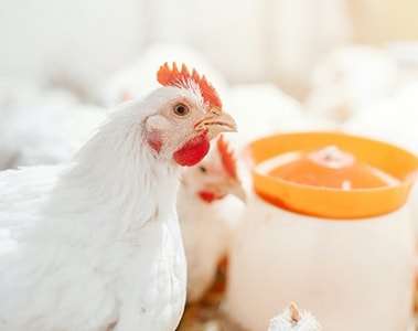 Serum 25-OH D3 in broilers: a potential on-farm tool?