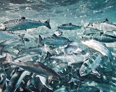 Supercharged: health and welfare results in sustainability performance in aquaculture