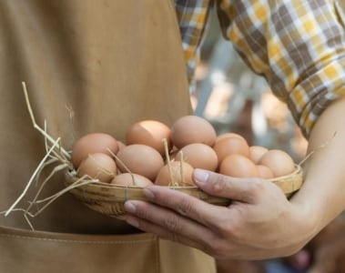 DSM partners with International Egg Commission to support sustainable egg production