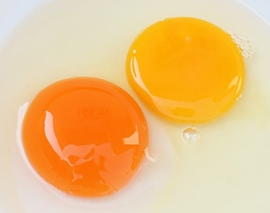 The Evolution of the YolkFan™ as the Standard for Measuring Poultry Pigmentation