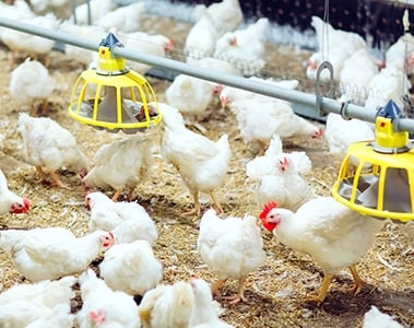 Trials Show Adding a Protease to Poultry Diets Reduces Both Feed Costs and Ammonia Emissions