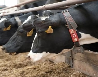 Typical Levels of Mycotoxin Contamination Impact the Performance of High-Producing Dairy Cows