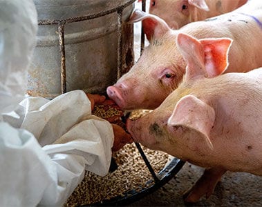 Unlocking the true potential of fattening pigs with adaptive nutrition